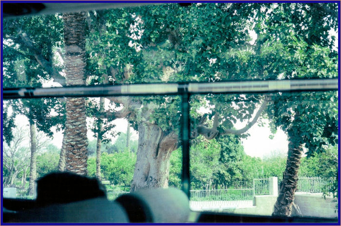 Sycamore tree in Jericho
